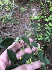 Rhynchosia tomentosa