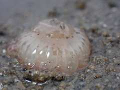 Harenactis attenuata