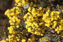 Acacia pinguifolia