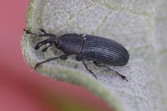 Mecinus janthiniformis