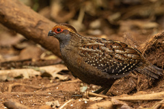 Odontophorus capueira