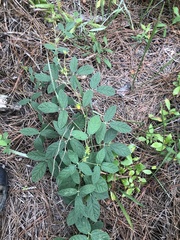 Rhynchosia tomentosa