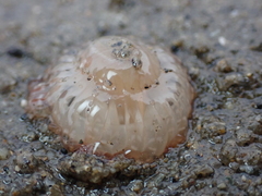 Harenactis attenuata