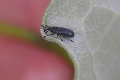 Mecinus janthiniformis