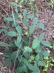 Rhynchosia tomentosa