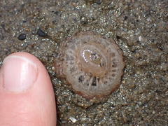 Harenactis attenuata