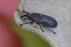 Mecinus janthiniformis