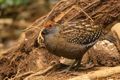 Odontophorus capueira