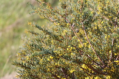 Acacia pinguifolia