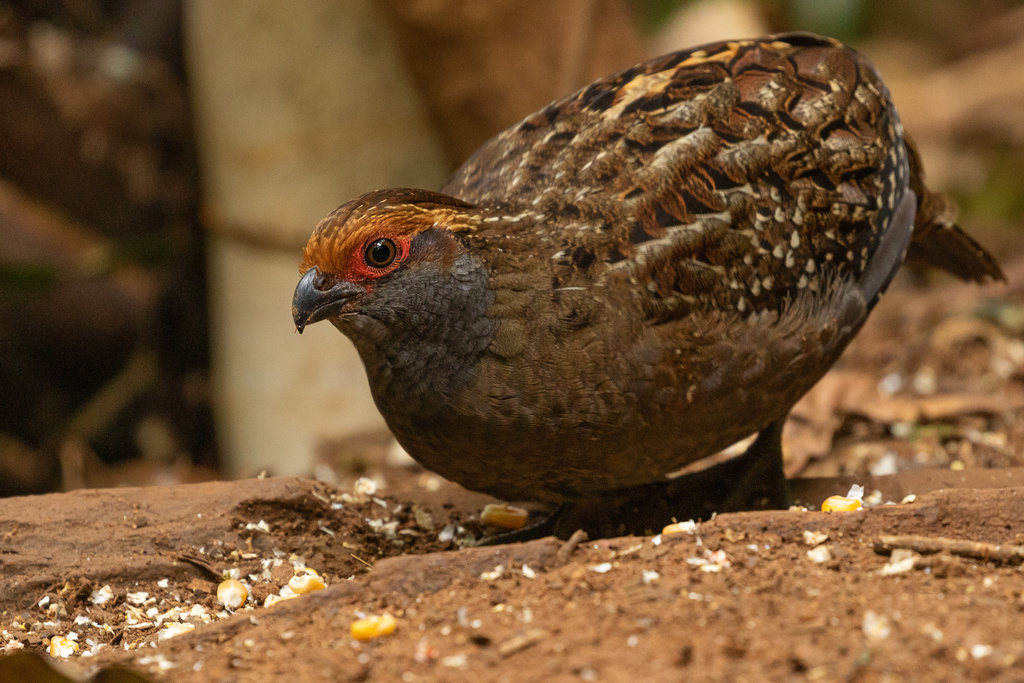 Wood-Quails
