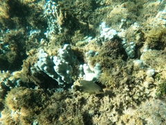 Stegastes rectifraenum