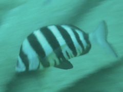Diplodus hottentotus