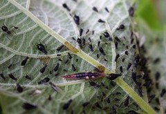 Uroleucon verbesinae