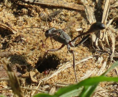 Tetramorium sericeiventre