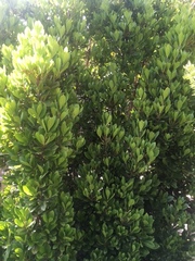 Elaeodendron laneanum