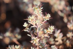 Sclerolaena limbata