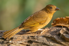 Red-Crowned Ant-Tanager photo 2