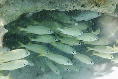 Haemulon flavolineatum