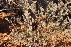 Sclerolaena limbata