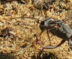 Tetramorium sericeiventre
