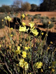 Glischrocaryon aureum