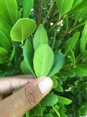 Elaeodendron laneanum