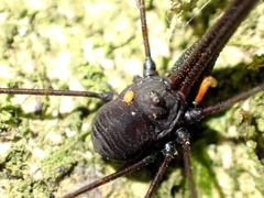 Neopilionidae