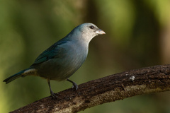 Thraupis cyanoptera