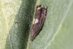Dichrorampha simulana