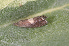 Dichrorampha simulana