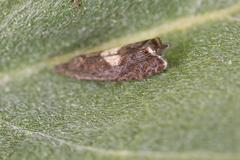 Dichrorampha simulana