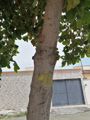 Terminalia kaernbachii