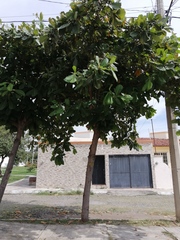 Terminalia kaernbachii