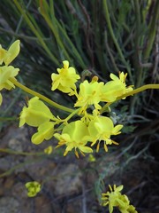 Glischrocaryon aureum