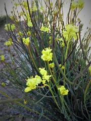 Glischrocaryon aureum