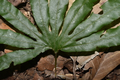 Lygodium longifolium
