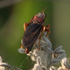 Prolepsis tristis