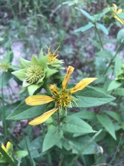 Silphium asperrimum