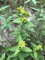 Silphium asperrimum