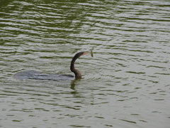 Anhinga anhinga