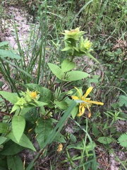 Silphium asperrimum