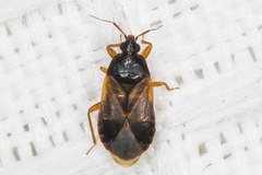 Lyctocoris