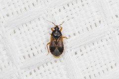 Lyctocoris