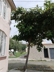 Terminalia kaernbachii