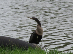 Anhinga anhinga