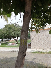 Terminalia kaernbachii