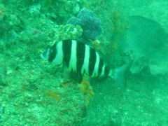 Diplodus hottentotus