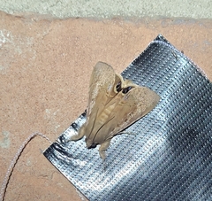 Litoprosopus futilis