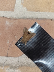 Litoprosopus futilis