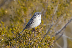 Artemisiospiza nevadensis